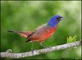 _0SB1188 painted bunting